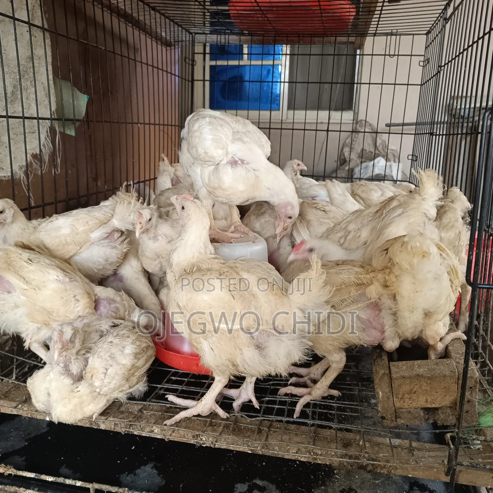 Poultry Farm