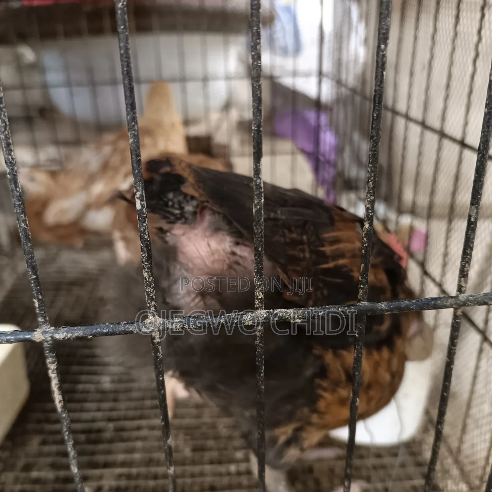 Poultry Farm