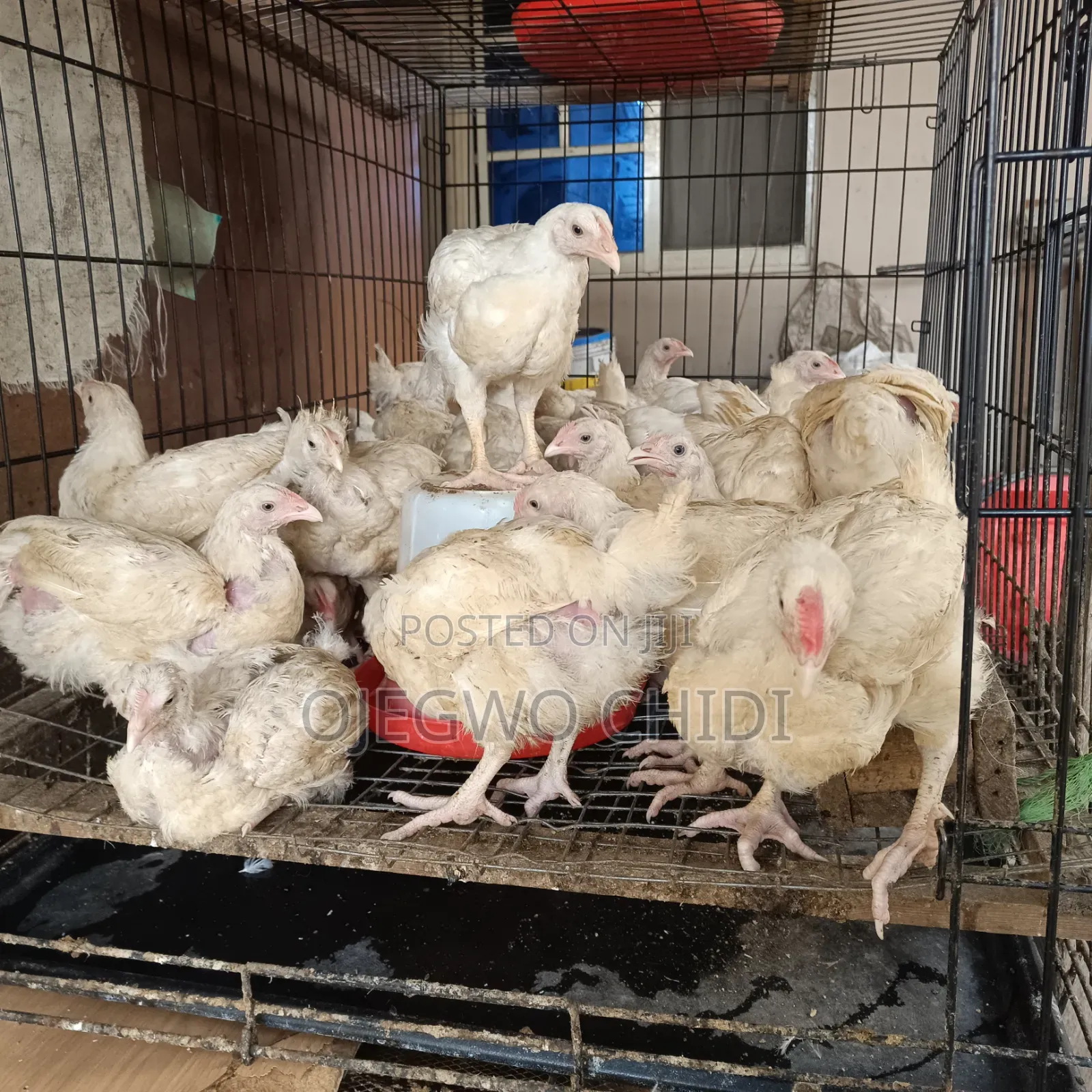 Poultry Farm