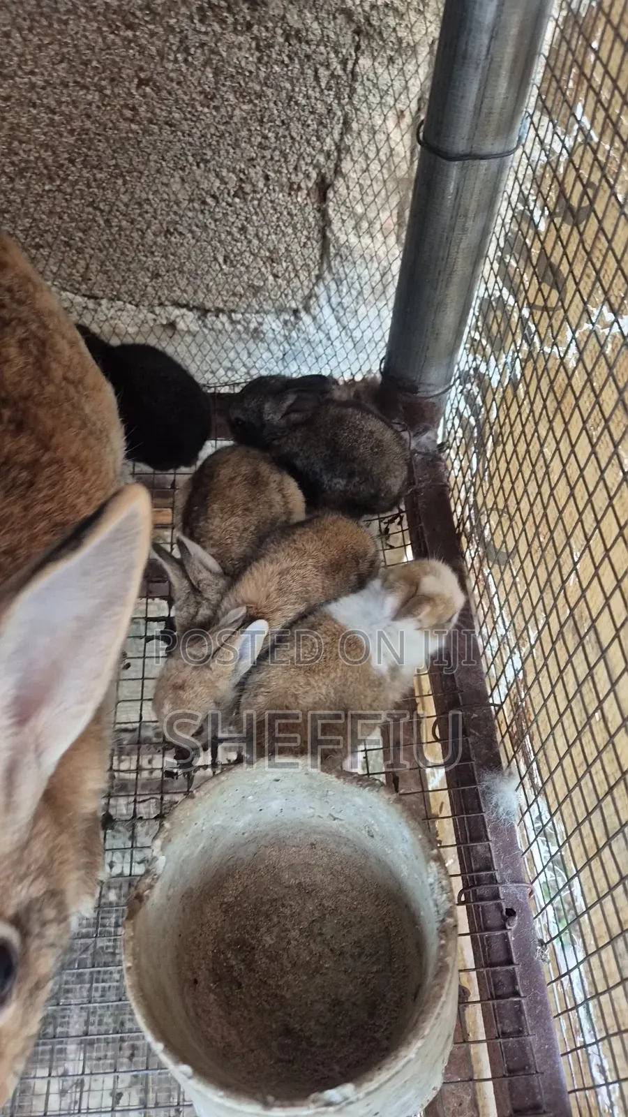 Rabbit Weaners