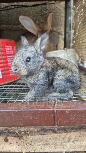 Rabbit Weaners