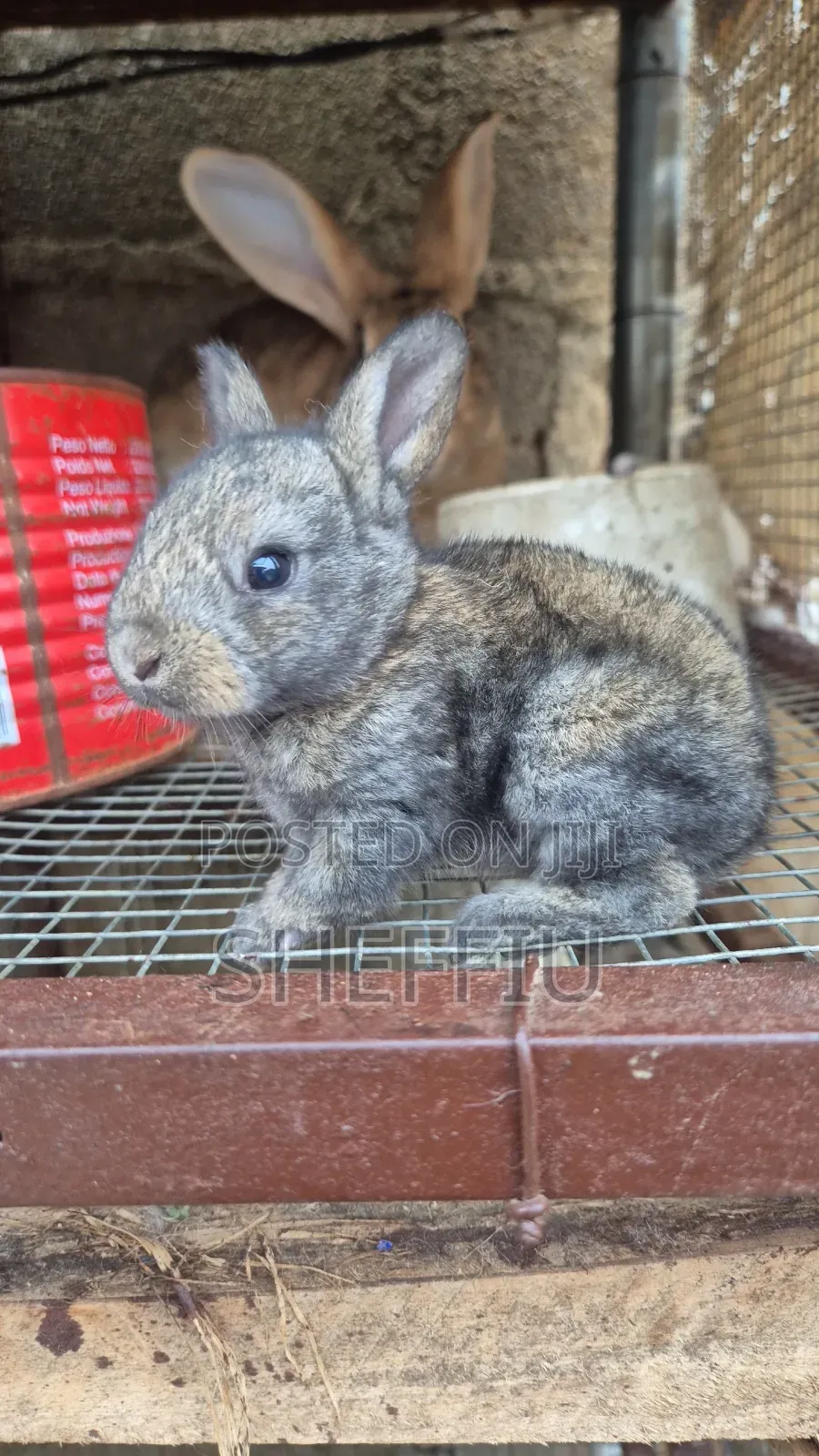 Rabbit Weaners