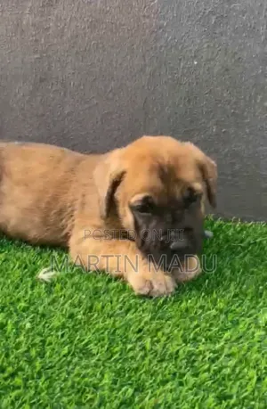 1-3 months Female Purebred Boerboel