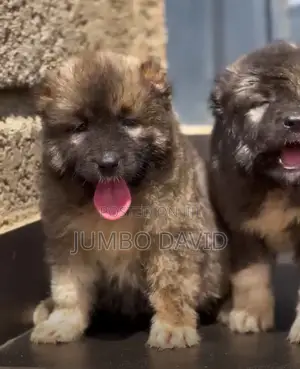 1-3 months Male Purebred Caucasian Shepherd