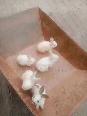 Rabit for Sale