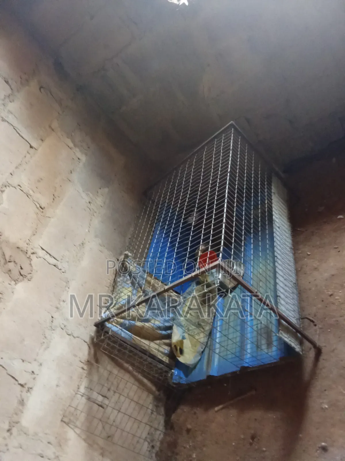 XXXXL Iron Cage