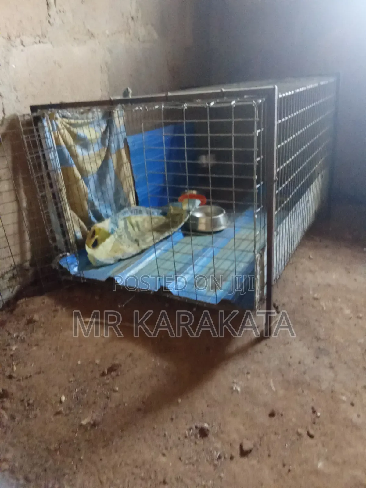 XXXXL Iron Cage
