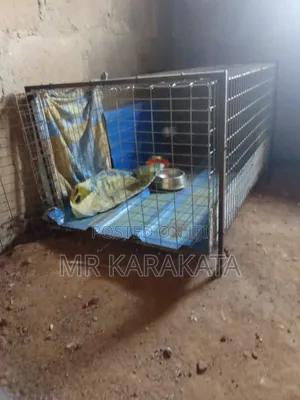XXXXL Iron Cage