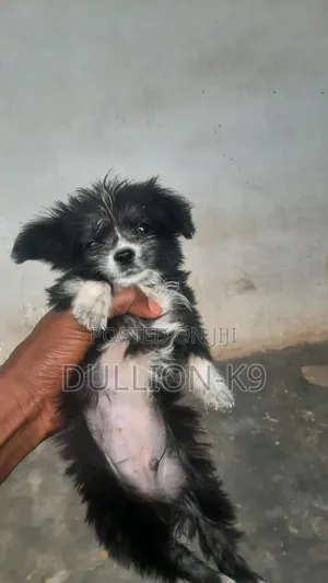 1-3 months Male Purebred Lhasa Apso