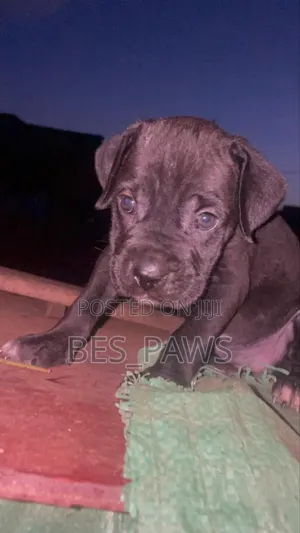 1-3 months Female Purebred Cane Corso