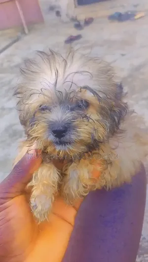 1-3 months Male Purebred Lhasa Apso