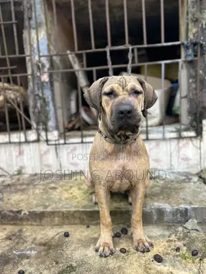 6-12 months Female Purebred Boerboel