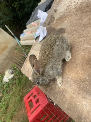 Young Beautiful Rabbits