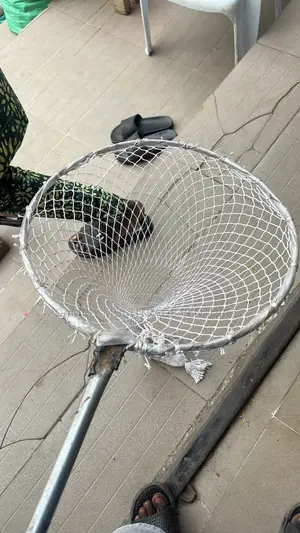 Harvesting Fish