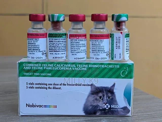 Cat Vaccine (Fvrcp)