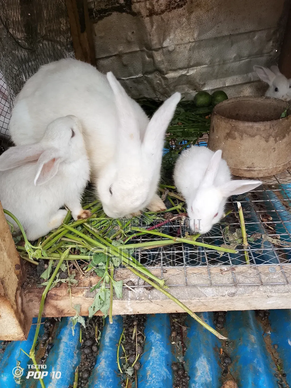 Rabbits Available And Chickens