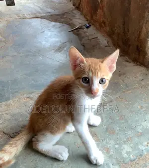 1-3 months Male Mixed Breed American Shorthair