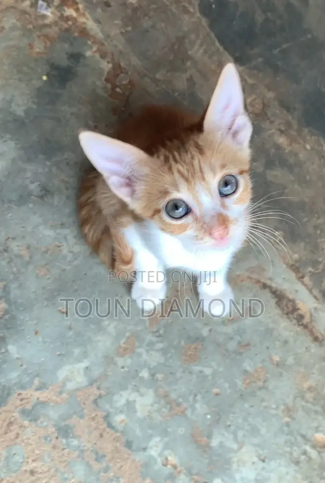 1-3 months Male Mixed Breed American Shorthair