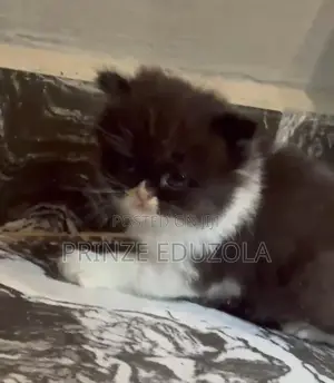 1-3 months Female Purebred Persian