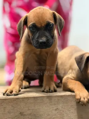 1-3 months Male Purebred Boerboel