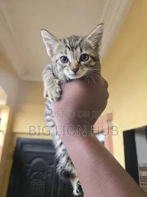 0-1 month Female Purebred American Shorthair