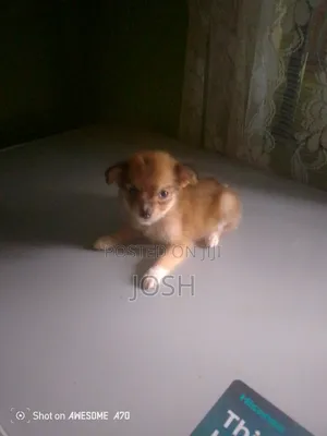 1-3 months Female Purebred American Eskimo
