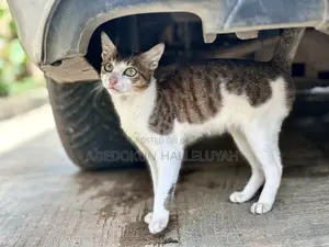 1-3 months Male Purebred American Shorthair