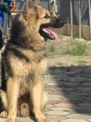 6-12 months Male Purebred German Shepherd