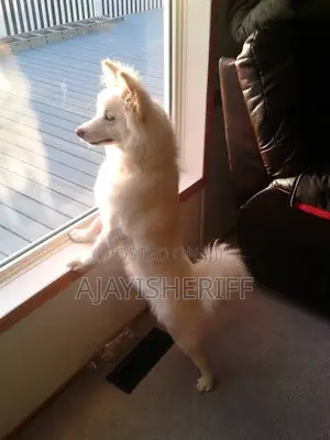6-12 months Male Purebred American Eskimo