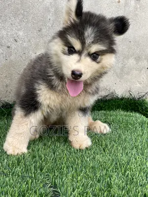 1-3 months Female Purebred Siberian Husky