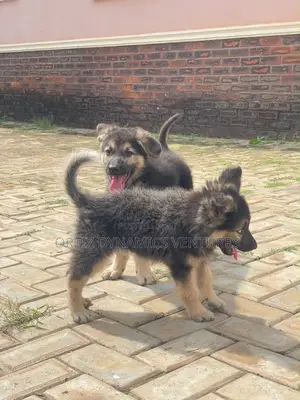 1-3 months Female Purebred German Shepherd