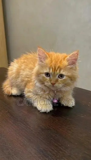 1-3 months Male Purebred Persian