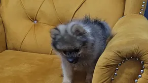 1-3 months Male Purebred Pomeranian