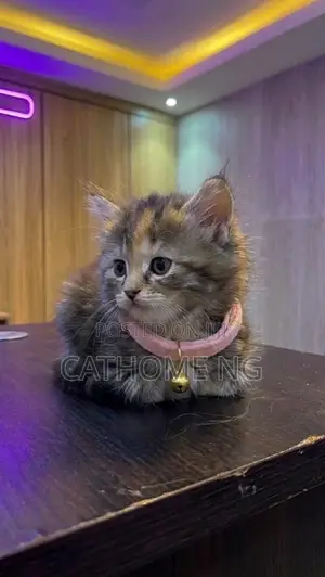 1-3 months Female Purebred Persian