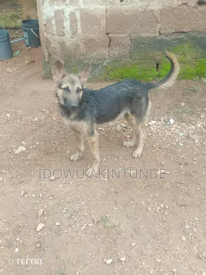 3-6 months Female Purebred German Shepherd