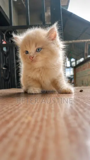 1-3 months Female Purebred Persian