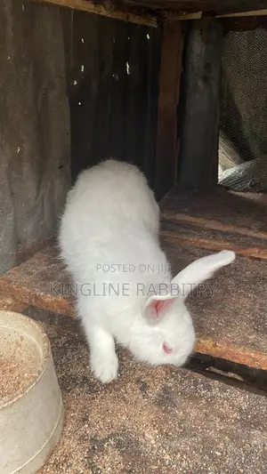 Adult Rabbits for Sale (Meat Breeding)