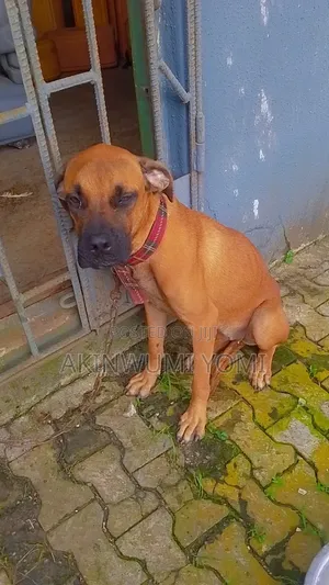 6-12 months Female Purebred Boerboel