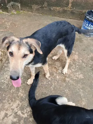 6-12 months Female Purebred German Shepherd