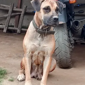 1+ year Female Purebred Rottweiler