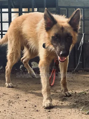 1+ year Male Purebred German Shepherd