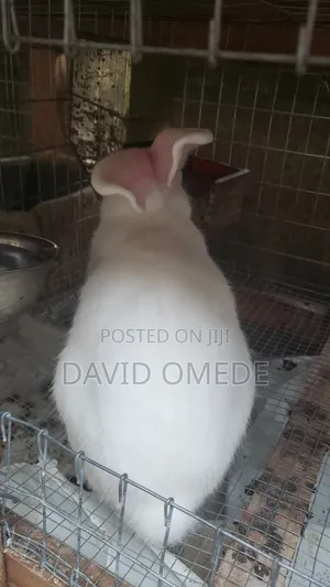 Foreign and Exotic Rabbits Available