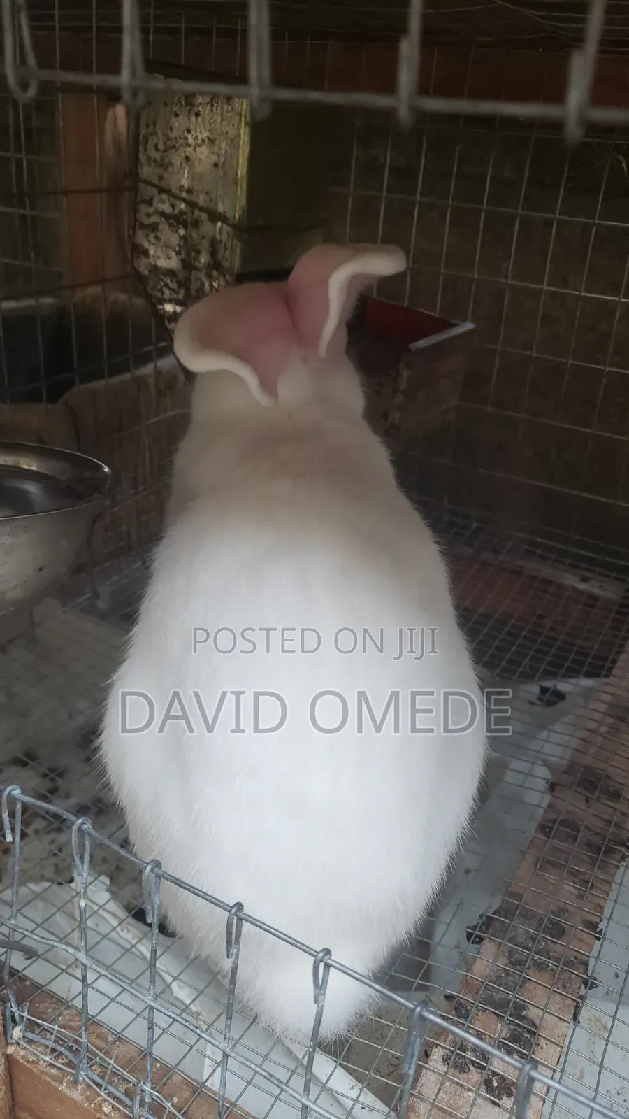 Foreign and Exotic Rabbits Available