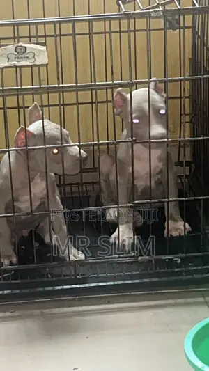 0-1 month Female Purebred American Bully