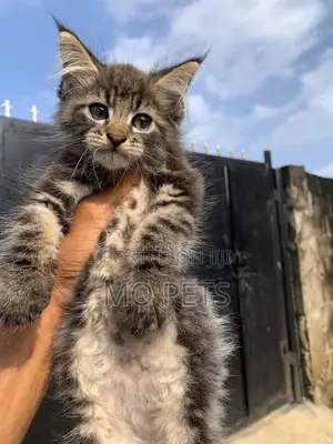 1-3 months Male Purebred Maine Coon