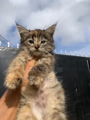 1-3 months Female Purebred Maine Coon