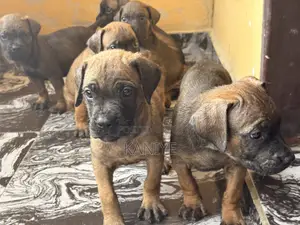 1-3 months Female Purebred Boerboel
