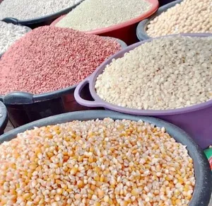 Clean Yellow Corn (Maize) - Export Local Bulk Supply.