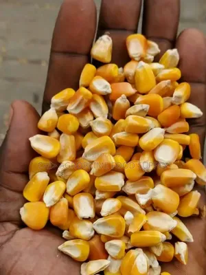 Clean Yellow Corn (Maize) - Export Local Bulk Supply.