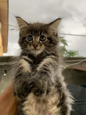 3-6 months Male Purebred Maine Coon